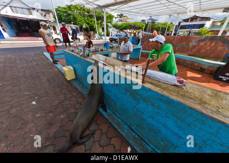 Fischmarkt, Puerto Ayora, Santa Cruz Island, Galapagos-Insel-Archipel, Ecuador, Südamerika Stockfoto