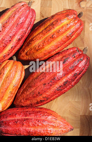 Grenada. Nahaufnahme von reifen Früchten Kakao (Cocoa). Stockfoto