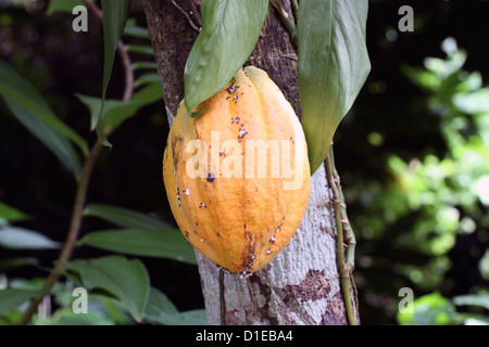 Grenada. Nahaufnahme des wachsenden Kakaobohnen-Pods. Stockfoto