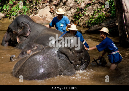 Elefanten waschen im Fluss, Maesa Elephant Camp, Chiang Mai, Thailand Stockfoto