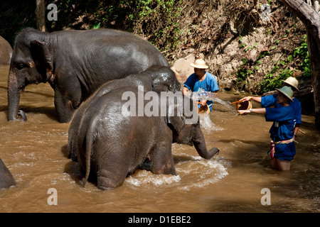 Elefanten waschen im Fluss, Maesa Elephant Camp, Chiang Mai, Thailand Stockfoto