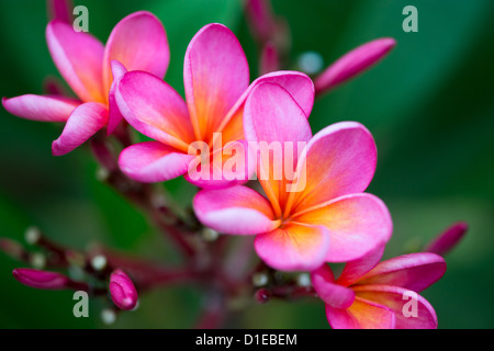 Zweig der tropischen rosa Blumen Frangipani (Plumeria) auf dunkelgrünen Blätter Hintergrund Stockfoto