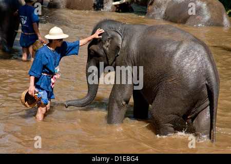 Elefanten waschen im Fluss, Maesa Elephant Camp, Chiang Mai, Thailand Stockfoto