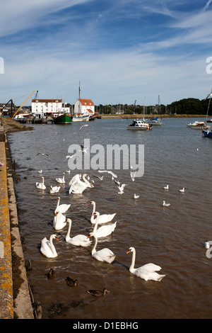 Schwäne und Enten auf dem River Deben in Woodbridge Riverside, Woodbridge, Suffolk, England, Vereinigtes Königreich, Europa Stockfoto