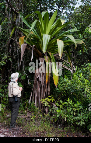 Riesigen Tank Bromelie (Brocchinia Micrantha) mit menschlichen auf Hingucker für Skala, Kaieteur Nationalpark, Guyana, Südamerika Stockfoto