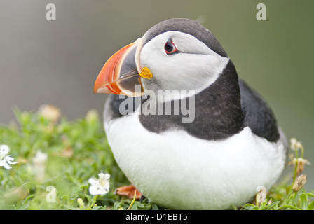 Papageitaucher (Fratercula Arctica), Lunga, Inneren Hebriden, Schottland, Vereinigtes Königreich, Europa Stockfoto