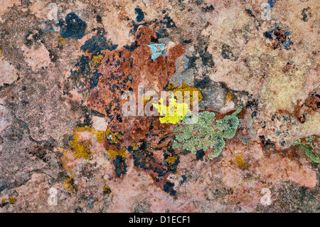Flechten auf Sandstein-Klippen, El Malpais National Monument, New Mexico, USA Stockfoto