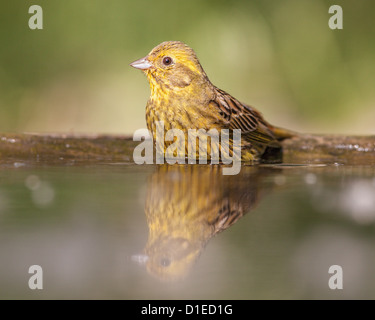 Goldammer (Emberiza Citrinella) in einem Wald-Pool Baden Stockfoto