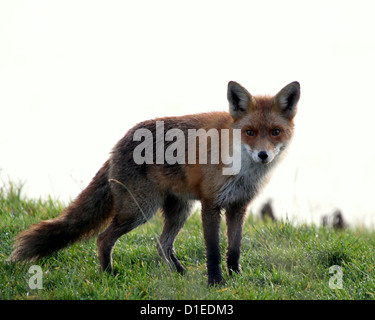 Europäischer roter Fuchs (Vulpes Vulpes) in natürlichen Umgebung zu warnen, niedrige Sicht Stockfoto