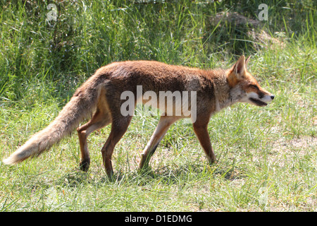 Wilde europäischer roter Fuchs (Vulpes Vulpes) auf der Pirsch Stockfoto