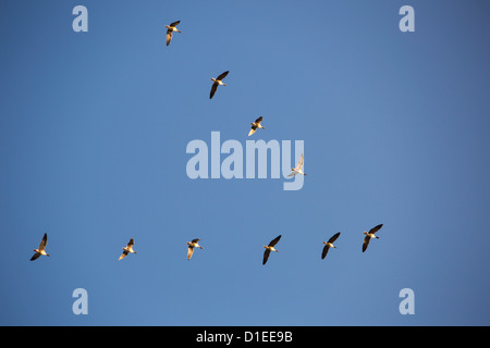 Rosa Footed Gänse (Anser Brachyrhynchus) über die Fylde Lancashire, UK in V-Formation fliegen, Stockfoto