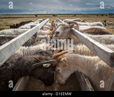 Schafe füttern auf Bauernhof in Ost-Island Stockfoto