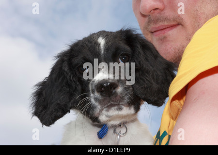 Mann Eigentümer Holding ein 10 Wochen schwarze und weiße English Springer Spaniel puppy dog in seine Arme. England Großbritannien Großbritannien Stockfoto