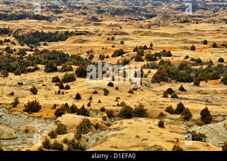 Zeder und Wacholder bricht von einem Höhepunkt auf der malerischen Rundweg, Theodore Roosevelt NP (South Unit), North Dakota, USA Stockfoto