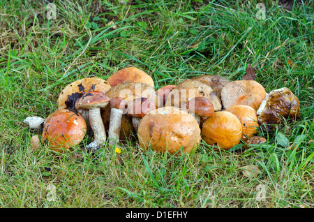 viel Rot-capped Scaber Stiel Leccinum Aurantiacum Pilze. Stockfoto