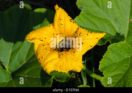 Gelber Kürbis Closeup Blüte und Blätter von der Sonne beleuchtet. Viele kleine Bugs. Stockfoto