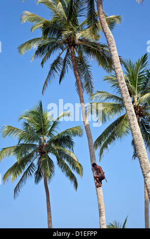 Kokos-Picker. Hikkaduwa. Sri Lanka Stockfoto