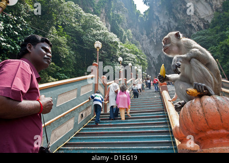 Mann beobachtet eine Affe. Batu-Höhlen. Kuala Lumpur. Malaysien Stockfoto