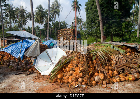 Neu geernteten Kokosnüsse von Kokosnuss-Palmen auf der Insel Ko Samui, Thailand. Stockfoto