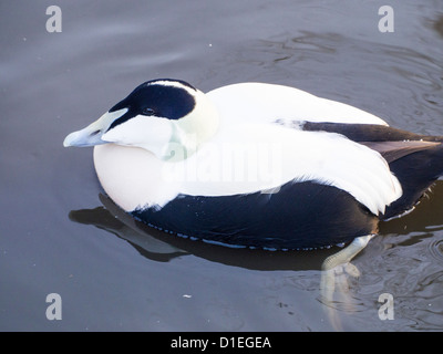 Eine gemeinsame Eiderenten (Somateria Mollissima) bei Martin Mere, A Wildfowl und Feuchtgebiete Vertrauen Vogelschutzgebiet in der Nähe von Southport, Lancashire, UK. Stockfoto