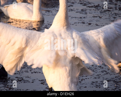 Singschwäne (Cygnus Cygnus) Martin Mere, A Wildfowl und Feuchtgebiete Vertrauen Vogel behält sich in der Nähe von Southport, Lancashire, UK. Stockfoto