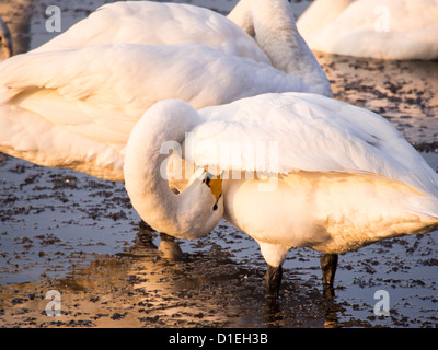 Singschwäne (Cygnus Cygnus) Martin Mere, A Wildfowl und Feuchtgebiete Vertrauen Vogel behält sich in der Nähe von Southport, Lancashire, UK. Stockfoto