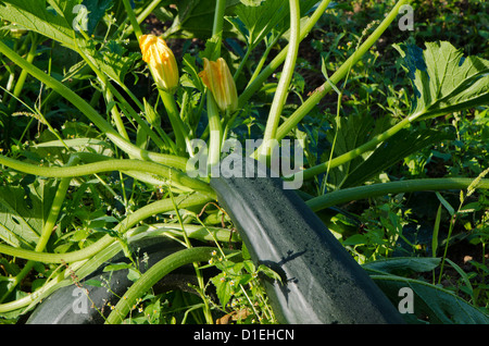 Zucchini-Blüten und große Reife Früchte mit Morgensonne beleuchtet. Stockfoto