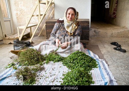 Eine türkische arabische Frau streift in der Stadt Savur, Tur Abdin, in der Region Ostanatolien im Südosten der Türkei, Minzblätter von ihren Stielen. Stockfoto