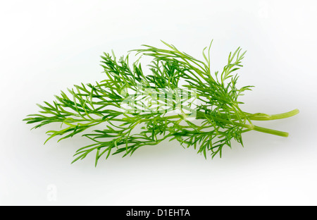 Top Shot von frischem Fenchel Kraut blatt Blätter vor einem weißen Hintergrund für Ausschneiden Stockfoto
