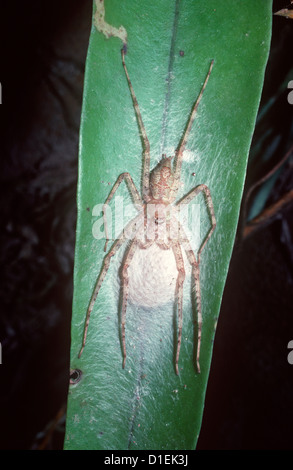 Forest Huntsman Spinne (Pandercetes Plumipes: Sparassidae) Weibchen bewachen ihre Ei-Sac im Regenwald, Thailand Stockfoto