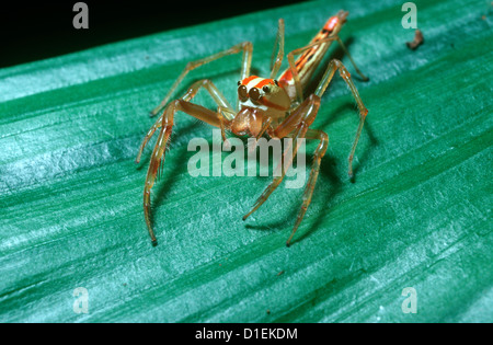 Springenden Spinne weiblich (Viciria Praemandibularis: Salticidae) im Regenwald, Thailand Stockfoto