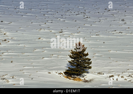 Kiefer auf einem schneebedeckten Hügel in das Lamar Valley, Yellowstone-Nationalpark, Wyoming, USA Stockfoto