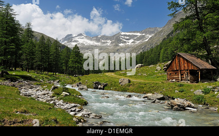 Fluss und Kiefer Bäume im Tal, Hohe Tauern, Tirol, Österreich Stockfoto