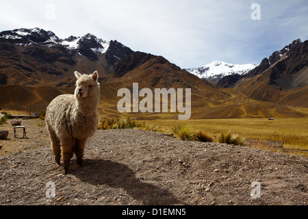 Chimboya Und Abra La Raya, Anden, Peru, Südamerika, Amerika Stockfoto