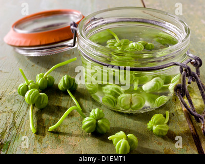 Kapuzinerkresse Samen wird vorbereitet & gebeizt Stockfoto