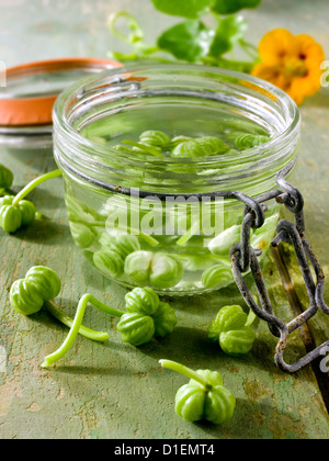 Kapuzinerkresse Samen wird vorbereitet & gebeizt Stockfoto