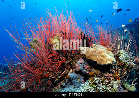 Riff-Landschaft mit weich- und Hartkorallen, Kimbe Bay, Bismark Meer, Papua Neu Guinea, Unterwasser Schuss Stockfoto