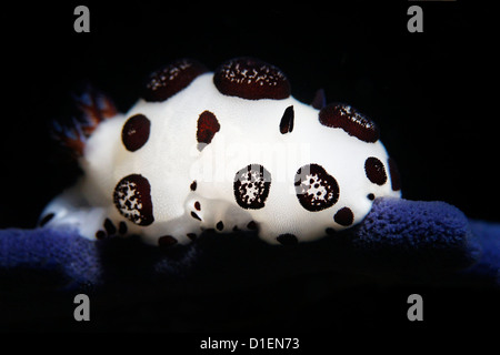 Gepunktete Nacktschnecke (Jorunna Funebris) auf Weichkorallen, Kimbe Bay, Bismark Meer, Papua Neu Guinea, unter Wasser geschossen Stockfoto