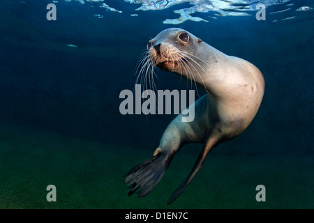 Kalifornische Seelöwe (Zalophus Californianus), Zoo Karlsruhe, Deutschland Stockfoto