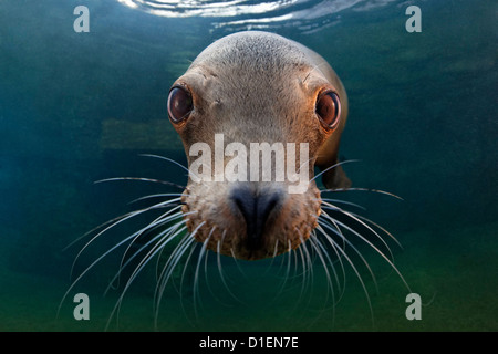 Kalifornische Seelöwe (Zalophus Californianus), Zoo Karlsruhe, Deutschland, Porträt Stockfoto