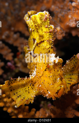 Gelbes Blatt Drachenköpfe (Taenianotus Triacanthus), Kavieng, Bismark Meer, Papua Neu Guinea, Unterwasser Schuss Stockfoto