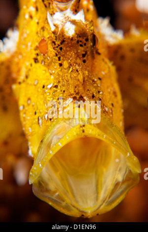 Gelbes Blatt Drachenköpfe (Taenianotus Triacanthus), Kavieng, Bismark Meer, Papua Neu Guinea, Unterwasser Schuss Stockfoto