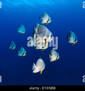 Longfin Fledermausfisch (Platax Teira), Nord Male Atoll, Malediven, unter Wasser geschossen Stockfoto