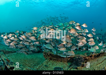 Schule des Fisches auf ein Wrack in der Nähe von Mirbat, Oman, Indischer Ozean, unter Wasser geschossen Stockfoto