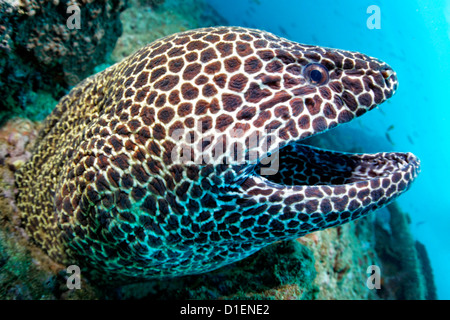 Muräne (Gymnothorax Favagineus), geschnürt Mirbat, Oman, Indischer Ozean, unter Wasser geschossen Stockfoto