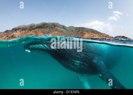 Buckelwal (Impressionen Novaeangliae), Khuriya-Muriya-Inseln, Oman, Indischer Ozean, halb unter Wasser geschossen Stockfoto