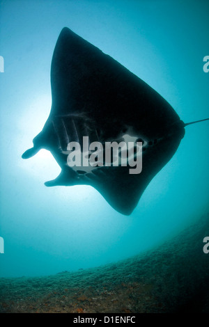 Riff-Mantarochen (Manta Alfredi), Khuriya-Muriya-Inseln, Oman, Indischer Ozean, unter Wasser geschossen Stockfoto