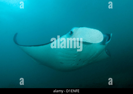 Riff-Mantarochen (Manta Alfredi), Khuriya-Muriya-Inseln, Oman, Indischer Ozean, unter Wasser geschossen Stockfoto