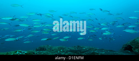 Schule der Variable gesäumten Fusiliers (Caesio Varilineata), Mirbat, Oman, Indischer Ozean, unter Wasser geschossen Stockfoto