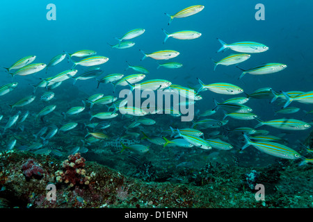 Schule der Variable gesäumten Fusiliers (Caesio Varilineata), Mirbat, Oman, Indischer Ozean, unter Wasser geschossen Stockfoto